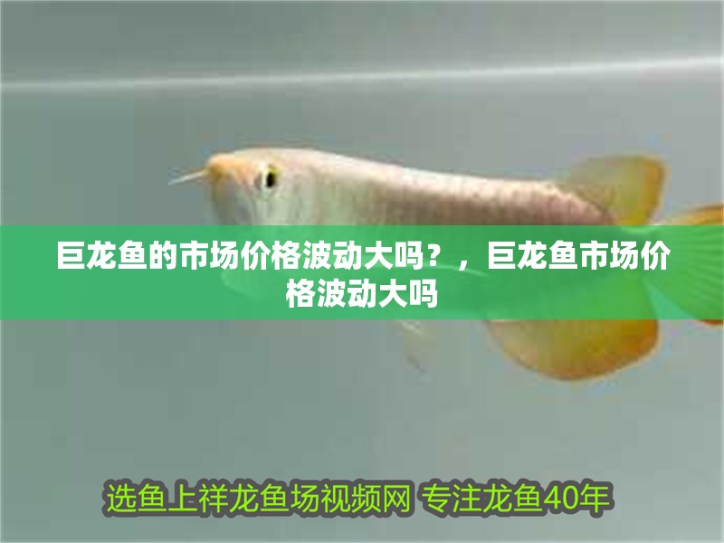 巨龍魚的市場價格波動大嗎？，巨龍魚市場價格波動大嗎