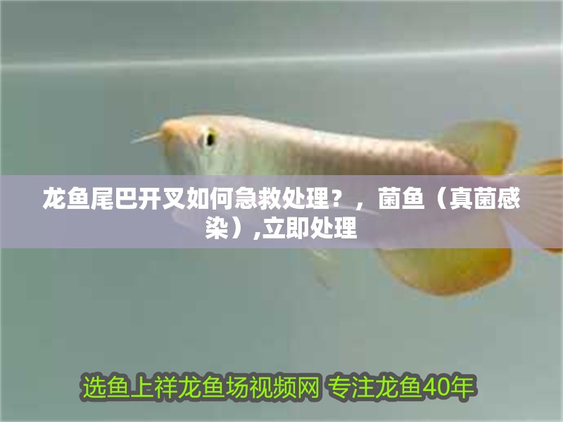 龍魚尾巴開叉如何急救處理？，菌魚（真菌感染）,立即處理