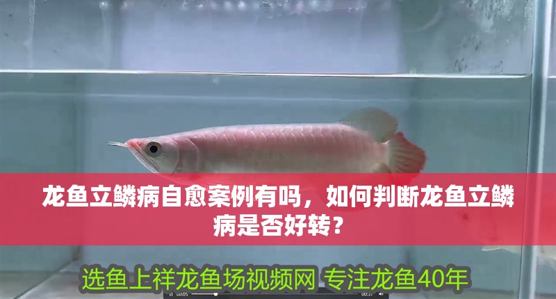 龍魚立鱗病自愈案例有嗎，如何判斷龍魚立鱗病是否好轉？