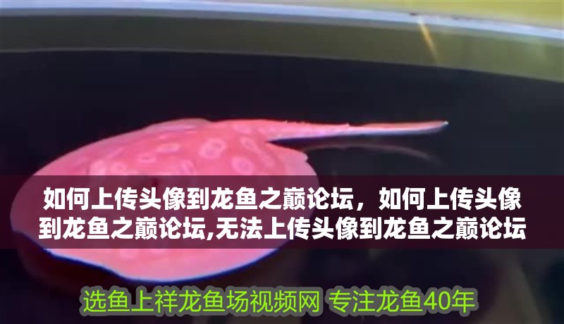 如何上傳頭像到龍魚之巔論壇，如何上傳頭像到龍魚之巔論壇,無法上傳頭像到龍魚之巔論壇