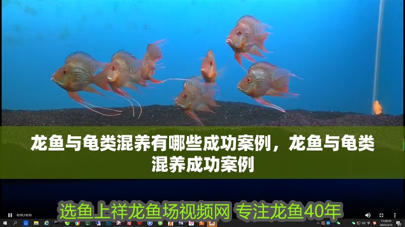 龍魚與龜類混養有哪些成功案例，龍魚與龜類混養成功案例