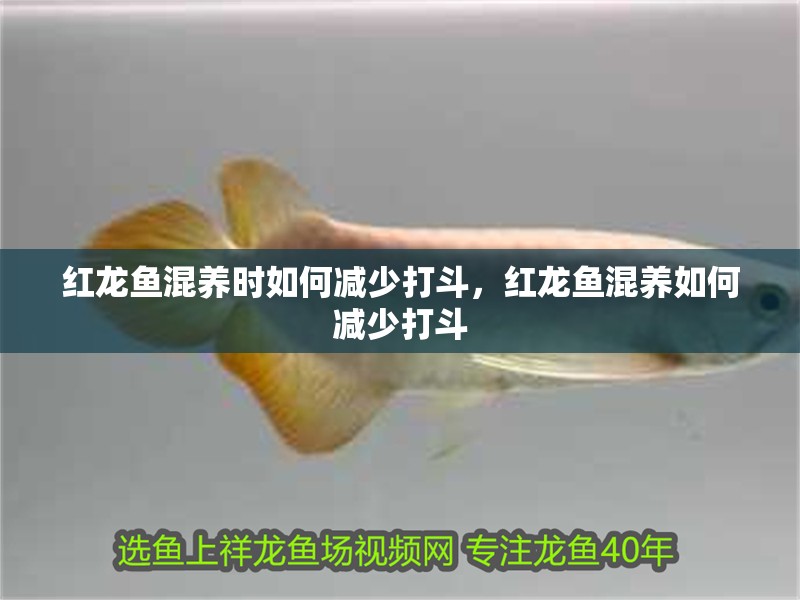 紅龍魚混養(yǎng)時(shí)如何減少打斗，紅龍魚混養(yǎng)如何減少打斗