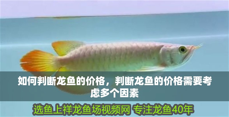 如何判斷龍魚的價格，判斷龍魚的價格需要考慮多個因素