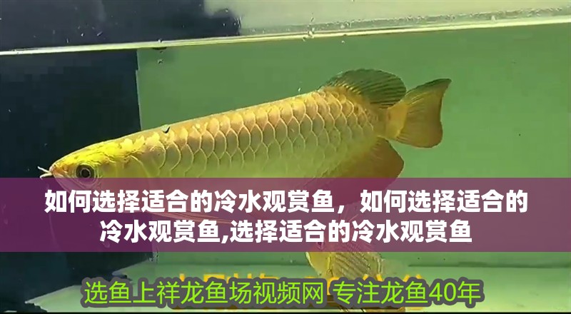 如何選擇適合的冷水觀賞魚，如何選擇適合的冷水觀賞魚,選擇適合的冷水觀賞魚