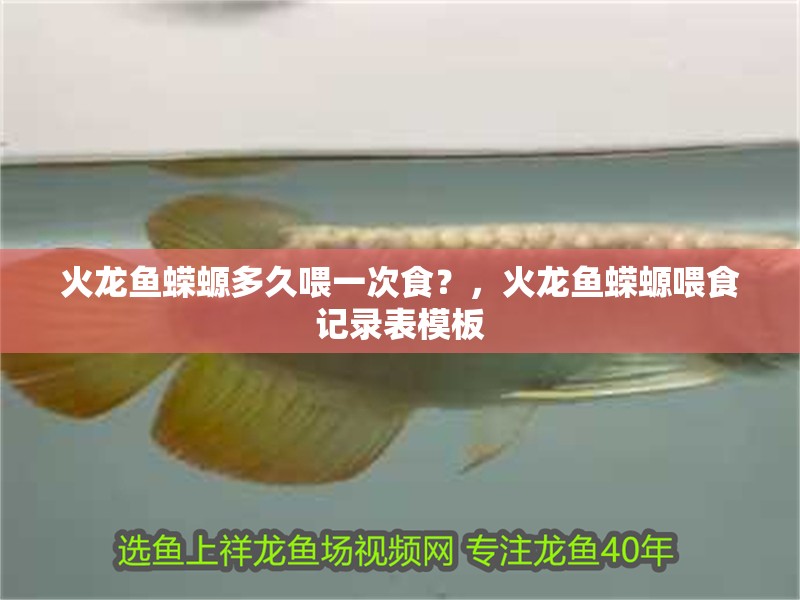 火龍魚蠑螈多久喂一次食？，火龍魚蠑螈喂食記錄表模板