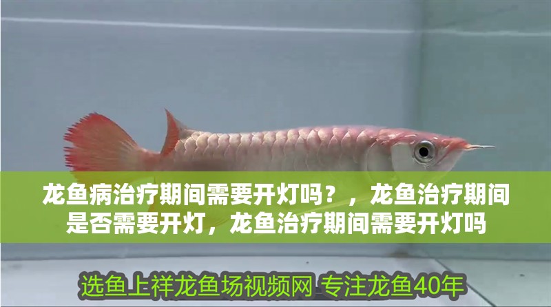 龍魚(yú)病治療期間需要開(kāi)燈嗎？，龍魚(yú)治療期間是否需要開(kāi)燈，龍魚(yú)治療期間需要開(kāi)燈嗎