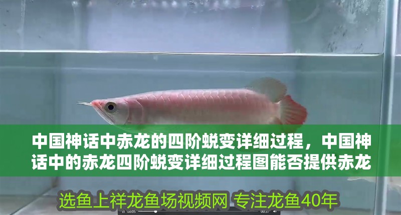 中國神話中赤龍的四階蛻變詳細過程，中國神話中的赤龍四階蛻變詳細過程圖能否提供赤龍四階蛻變