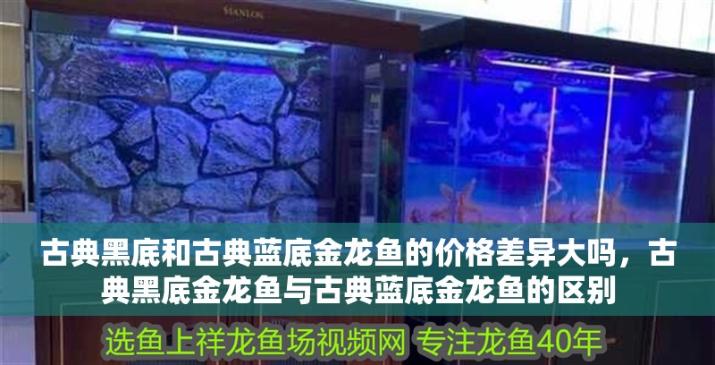 古典黑底和古典藍底金龍魚的價格差異大嗎，古典黑底金龍魚與古典藍底金龍魚的區別