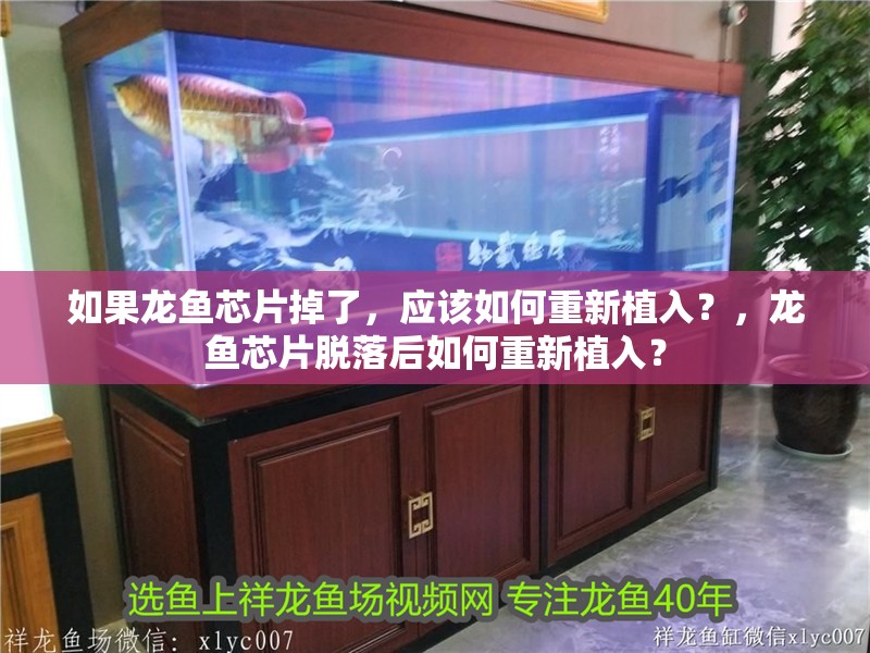 如果龍魚芯片掉了，應該如何重新植入？，龍魚芯片脫落后如何重新植入？