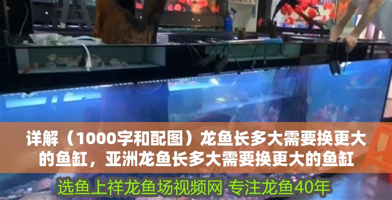 詳解（1000字和配圖）龍魚長多大需要換更大的魚缸，亞洲龍魚長多大需要換更大的魚缸