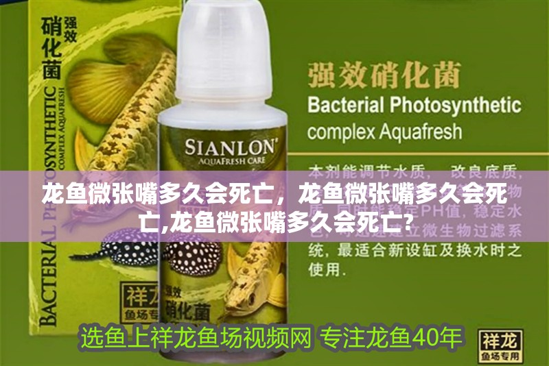 龍魚微張嘴多久會死亡，龍魚微張嘴多久會死亡,龍魚微張嘴多久會死亡?