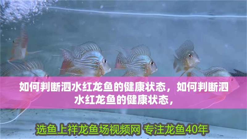 如何判斷泗水紅龍魚的健康狀態，如何判斷泗水紅龍魚的健康狀態，