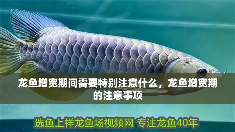 龍魚(yú)增寬期間需要特別注意什么，龍魚(yú)增寬期的注意事項(xiàng)