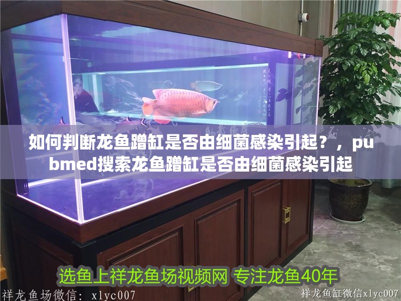 如何判斷龍魚蹭缸是否由細菌感染引起？，pubmed搜索龍魚蹭缸是否由細菌感染引起