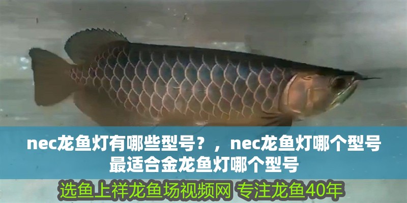 nec龍魚燈有哪些型號(hào)？，nec龍魚燈哪個(gè)型號(hào)最適合金龍魚燈哪個(gè)型號(hào)