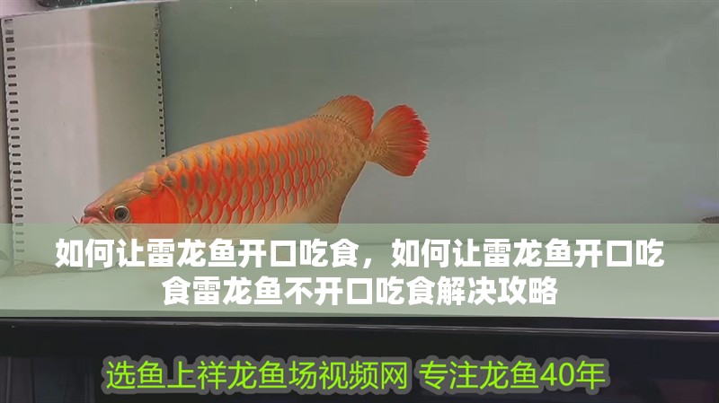如何讓雷龍魚開口吃食，如何讓雷龍魚開口吃食雷龍魚不開口吃食解決攻略