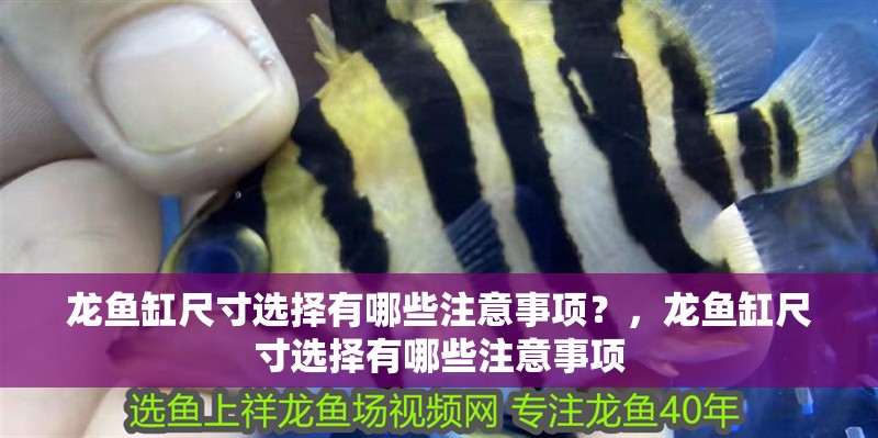 龍魚缸尺寸選擇有哪些注意事項？，龍魚缸尺寸選擇有哪些注意事項