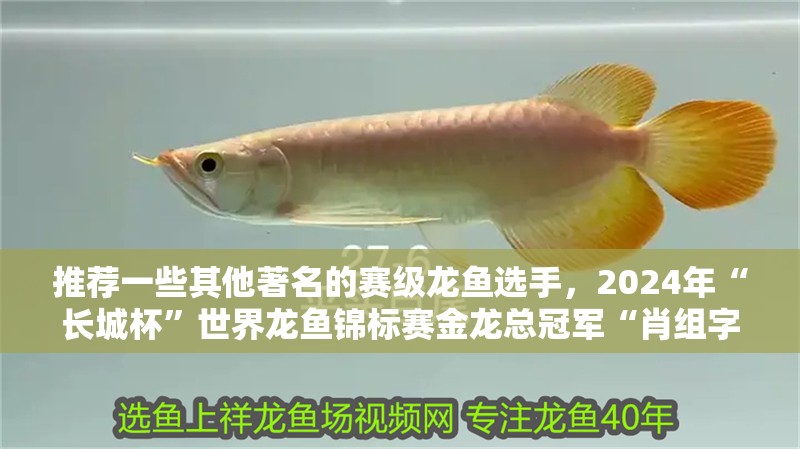 推薦一些其他著名的賽級龍魚選手，2024年“長城杯”世界龍魚錦標賽金龍總冠軍“肖組字二”