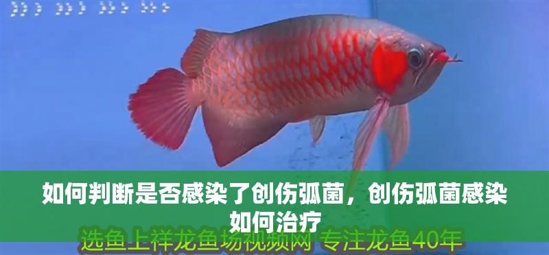 如何判斷是否感染了創(chuàng)傷弧菌，創(chuàng)傷弧菌感染如何治療