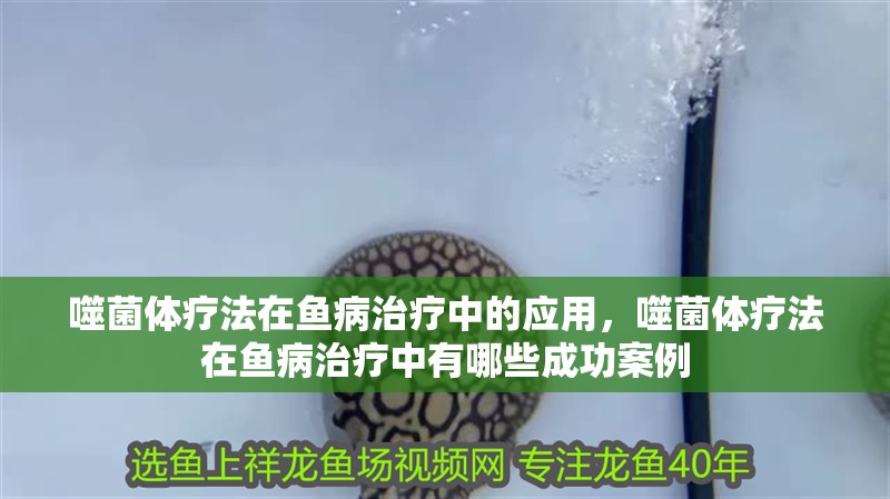 噬菌體療法在魚病治療中的應用，噬菌體療法在魚病治療中有哪些成功案例