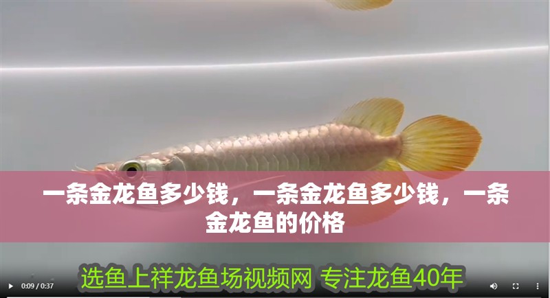 一條金龍魚多少錢，一條金龍魚多少錢，一條金龍魚的價格