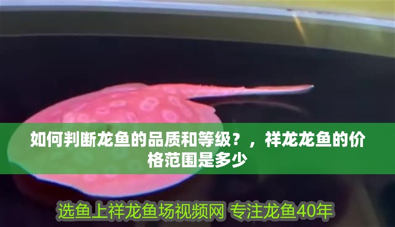 如何判斷龍魚的品質和等級？，祥龍龍魚的價格范圍是多少