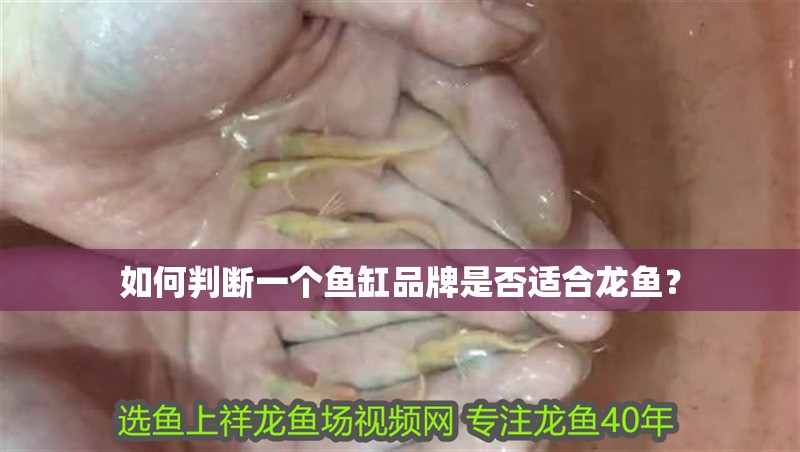 如何判斷一個魚缸品牌是否適合龍魚？