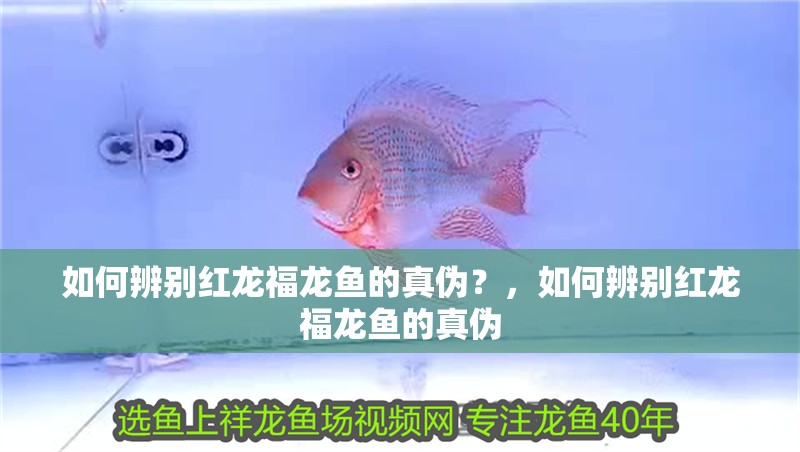 如何辨別紅龍福龍魚的真偽？，如何辨別紅龍福龍魚的真偽