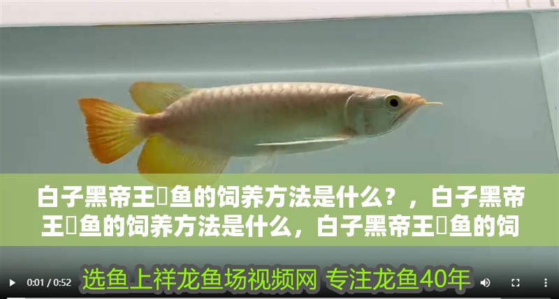 白子黑帝王魟魚的飼養方法是什么？，白子黑帝王魟魚的飼養方法是什么，白子黑帝王魟魚的飼養詳解