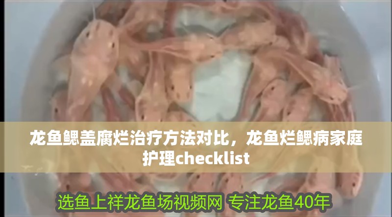 龍魚鰓蓋腐爛治療方法對比,龍魚爛鰓病家庭護理checklist