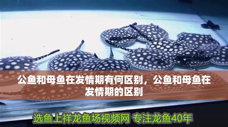 公魚和母魚在發(fā)情期有何區(qū)別，公魚和母魚在發(fā)情期的區(qū)別
