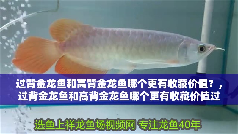過背金龍魚和高背金龍魚哪個更有收藏價值？，過背金龍魚和高背金龍魚哪個更有收藏價值過背金龍魚哪個更有收藏