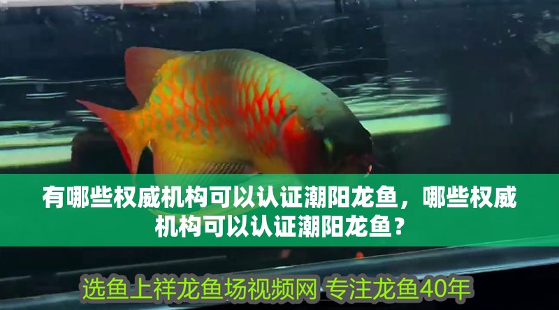 有哪些權威機構可以認證潮陽龍魚，哪些權威機構可以認證潮陽龍魚？