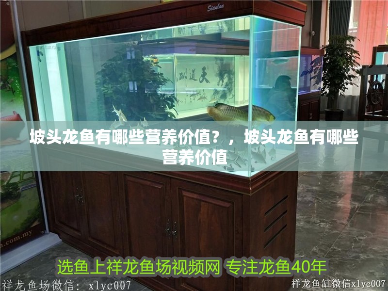 坡頭龍魚有哪些營養價值？，坡頭龍魚有哪些營養價值