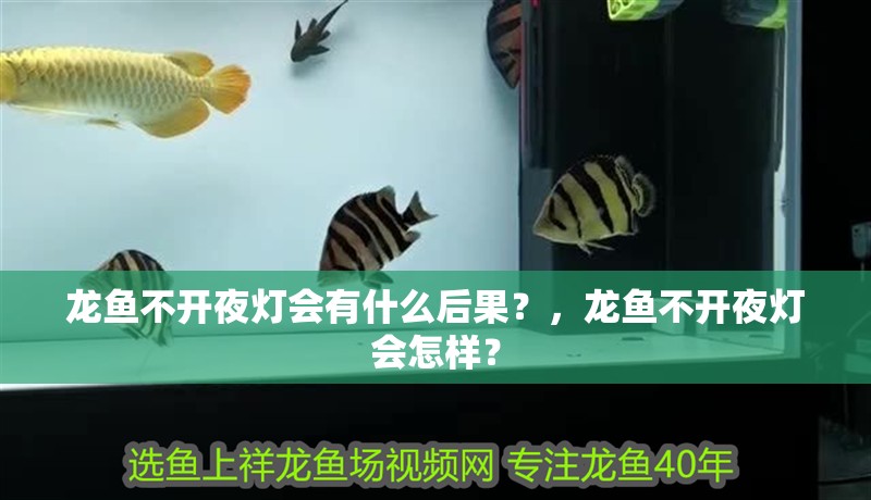 龍魚不開夜燈會有什么后果？，龍魚不開夜燈會怎樣？