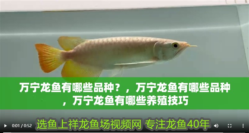 萬寧龍魚有哪些品種？，萬寧龍魚有哪些品種，萬寧龍魚有哪些養(yǎng)殖技巧
