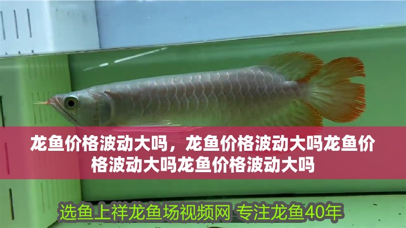 龍魚價格波動大嗎，龍魚價格波動大嗎龍魚價格波動大嗎龍魚價格波動大嗎