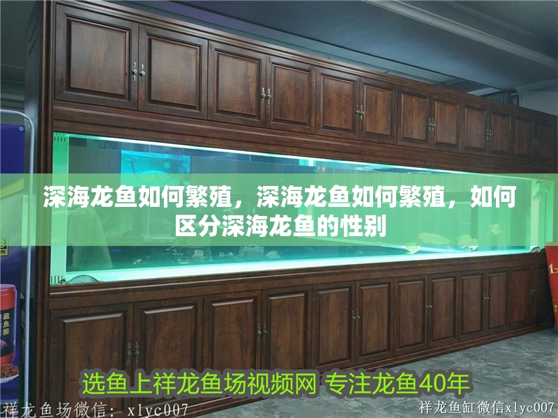 深海龍魚如何繁殖，深海龍魚如何繁殖，如何區分深海龍魚的性別