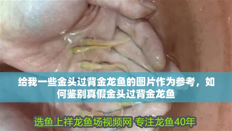 給我一些金頭過背金龍魚的圖片作為參考，如何鑒別真假金頭過背金龍魚