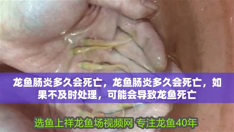 龍魚腸炎多久會死亡，龍魚腸炎多久會死亡，如果不及時處理，可能會導致龍魚死亡