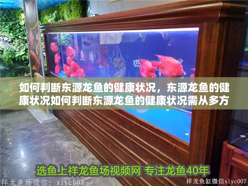 如何判斷東源龍魚的健康狀況，東源龍魚的健康狀況如何判斷東源龍魚的健康狀況需從多方面進(jìn)行綜合評(píng)估