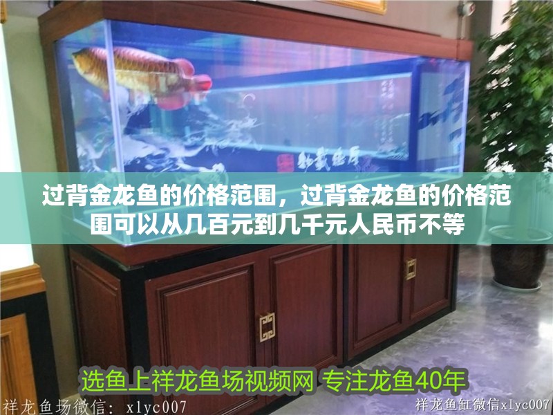 過背金龍魚的價格范圍，過背金龍魚的價格范圍可以從幾百元到幾千元人民幣不等