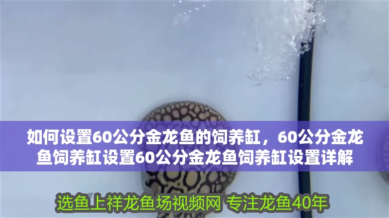 如何設置60公分金龍魚的飼養缸,60公分金龍魚飼養缸設置60公分金龍魚飼養缸設置詳解