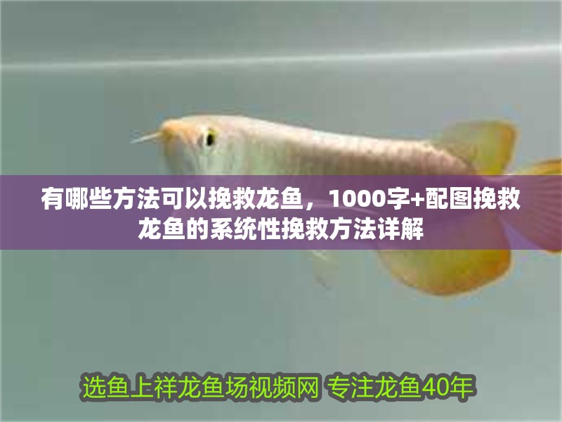 有哪些方法可以挽救龍魚，1000字+配圖挽救龍魚的系統(tǒng)性挽救方法詳解