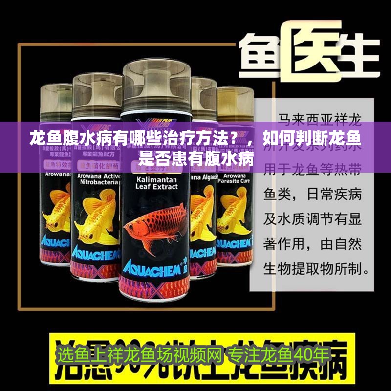 龍魚腹水病有哪些治療方法？，如何判斷龍魚是否患有腹水病