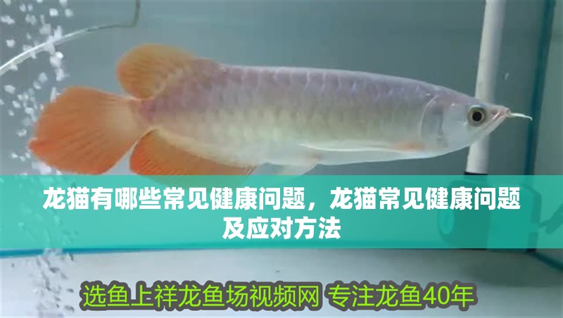 龍貓有哪些常見健康問題，龍貓常見健康問題及應對方法