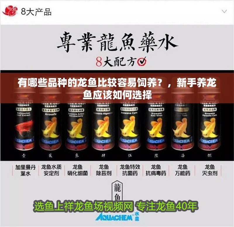 有哪些品種的龍魚比較容易飼養？，新手養龍魚應該如何選擇