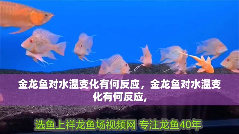 金龍魚對水溫變化有何反應(yīng)，金龍魚對水溫變化有何反應(yīng),