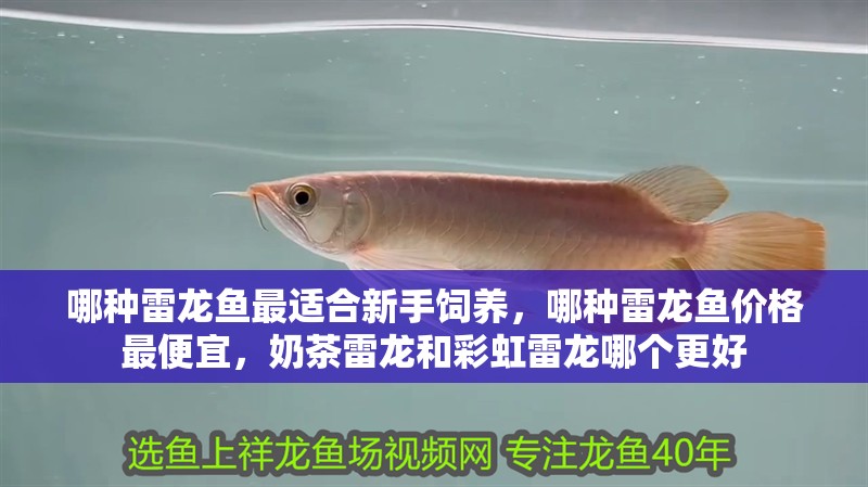 哪種雷龍魚最適合新手飼養，哪種雷龍魚價格最便宜，奶茶雷龍和彩虹雷龍哪個更好