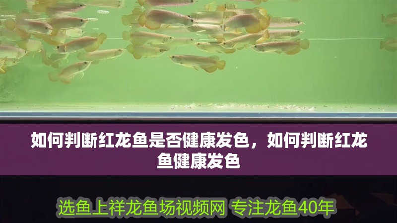 如何判斷紅龍魚是否健康發色,如何判斷紅龍魚健康發色